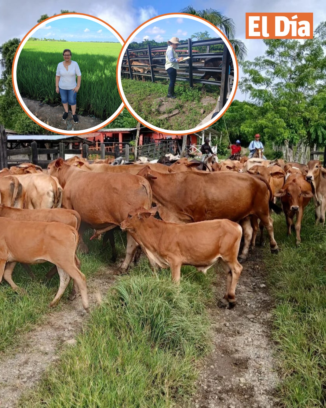 Del escritorio al campo: La historia de dos mujeres que asumieron la producción agropecuaria