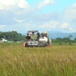 Producción de arroz en RD enfrenta desafíos climáticos y presión de importaciones