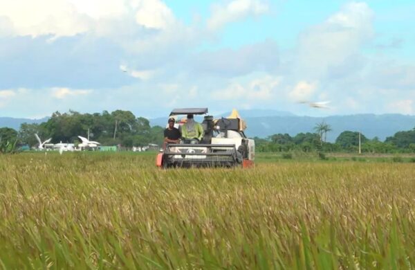 El arroz es uno de los productos agrícolas de mayor importancia en República Dominicana.