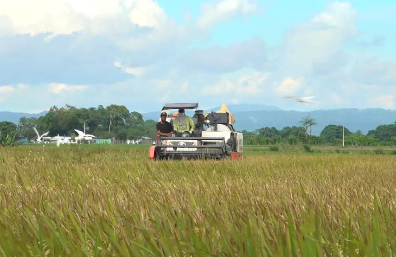 Producción de arroz en RD enfrenta desafíos climáticos y presión de importaciones