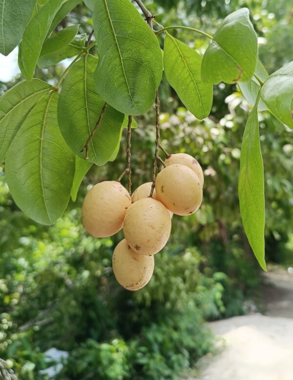 Meliccocus jimenezii , autoría de Keisel Rivas.