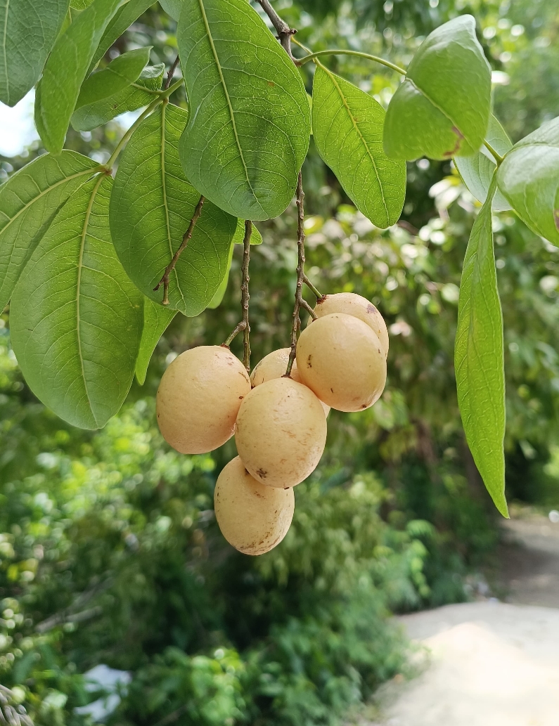 Meliccocus jimenezii , autoría de Keisel Rivas.