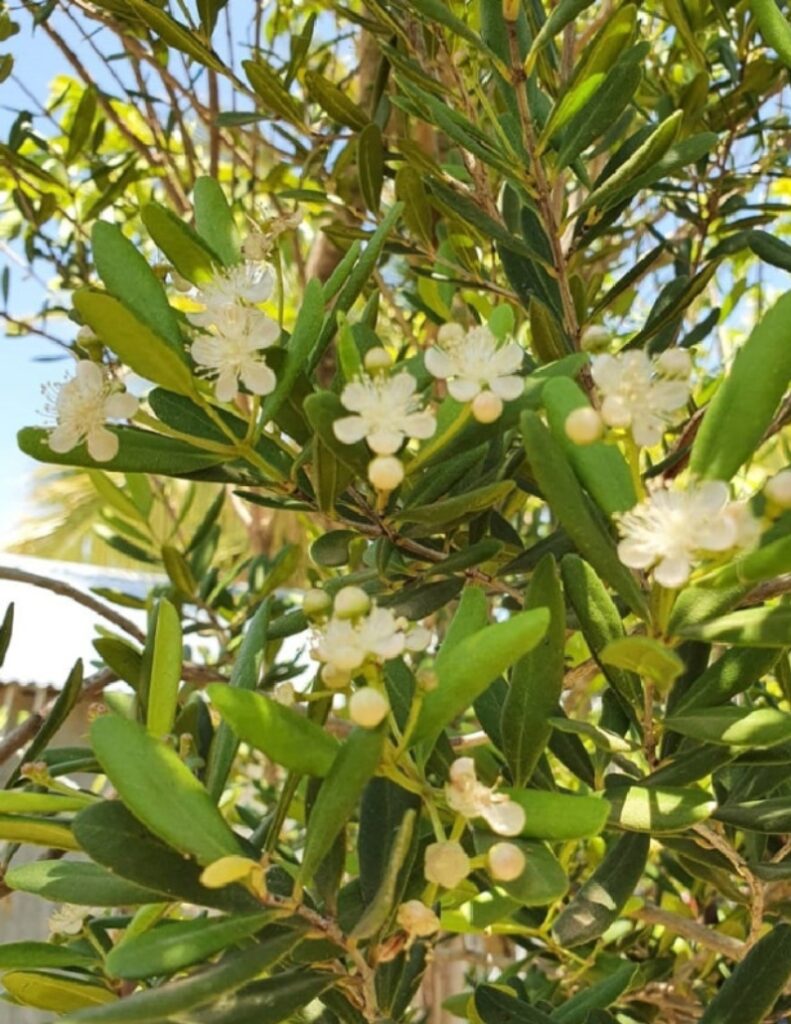 Más del 40 por ciento de plantas vasculares de la isla son endémicas