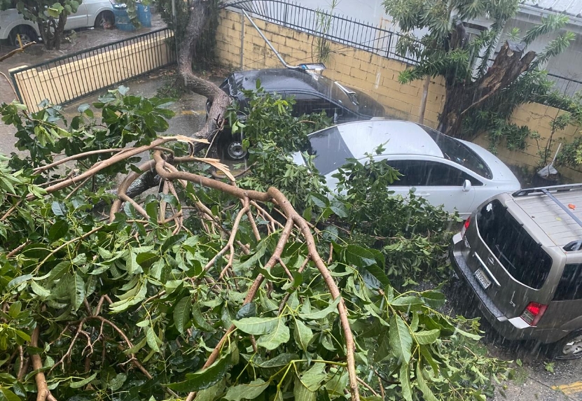 Plantas dicotiledóneas mal manejadas pierden anclaje ante fenómenos
