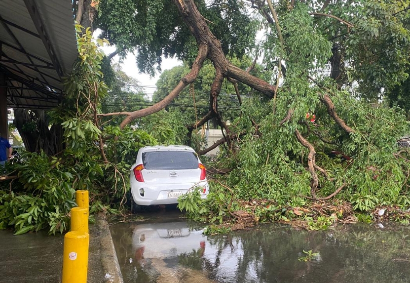 Plantas dicotiledóneas mal manejadas pierden anclaje ante fenómenos