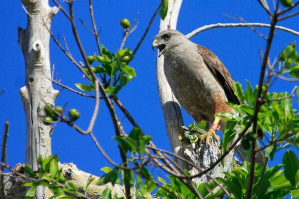 El gavilán de la Española