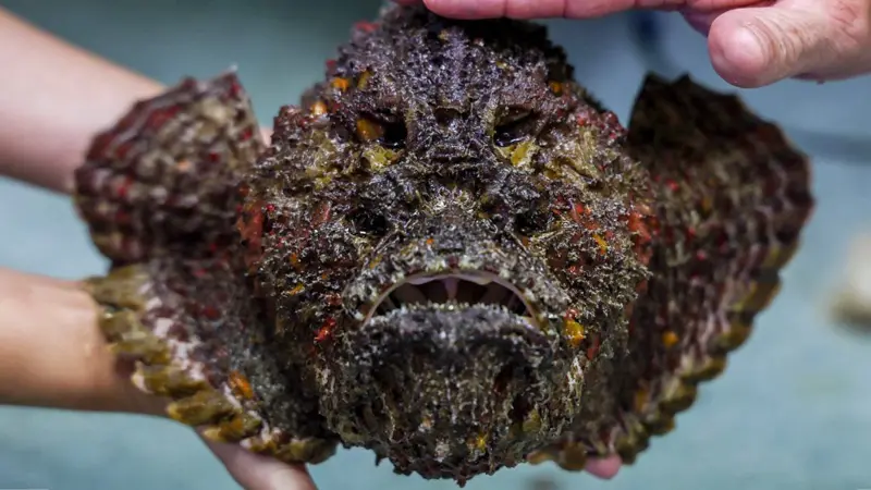 ¿Cuál es la picadura más dolorosa del mundo?