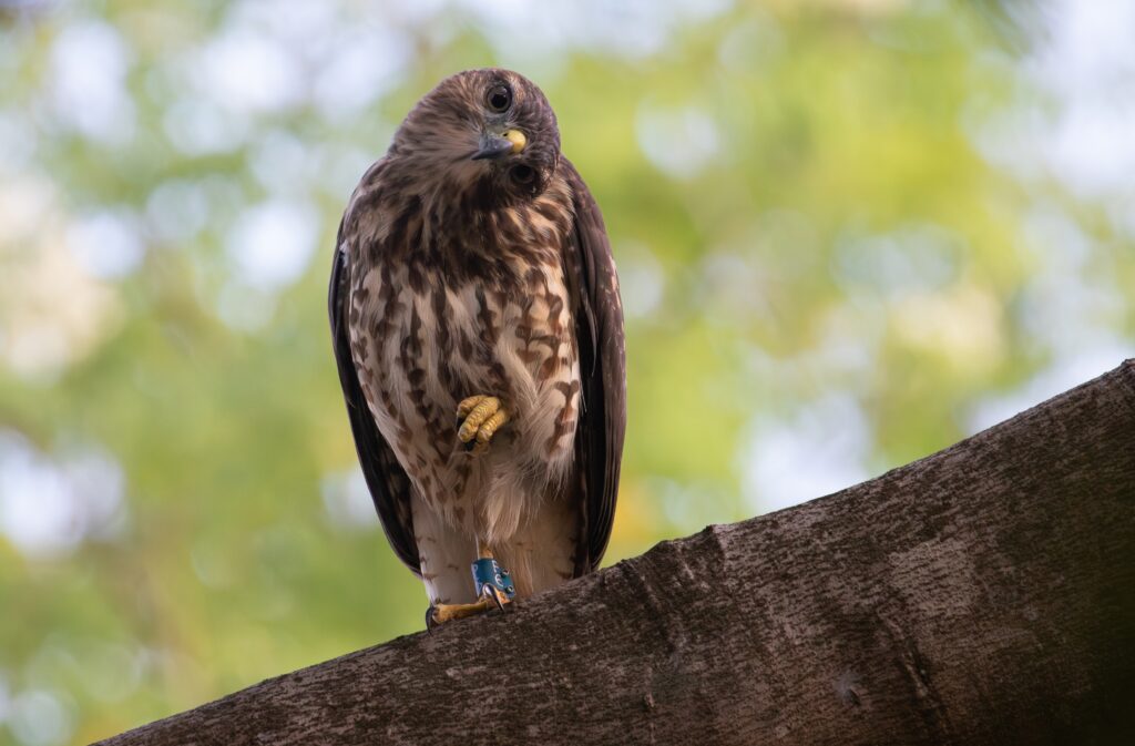 El gavilán de la Española,ave que forma parte del patrimonio genético de RD
