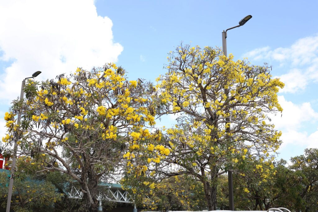 Robles-Flores amarillas-Distrito Nacional