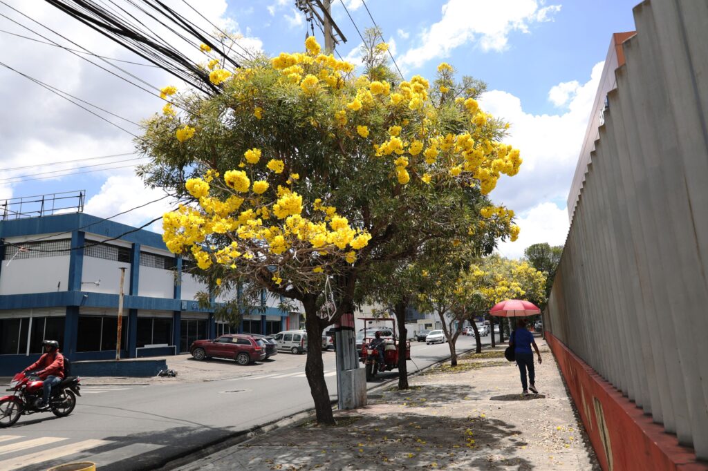 Robles-Flores amarillas-Distrito Nacional