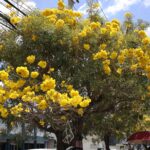 Las calles se tiñen de amarillo: el espectáculo natural que conquista Santo Domingo