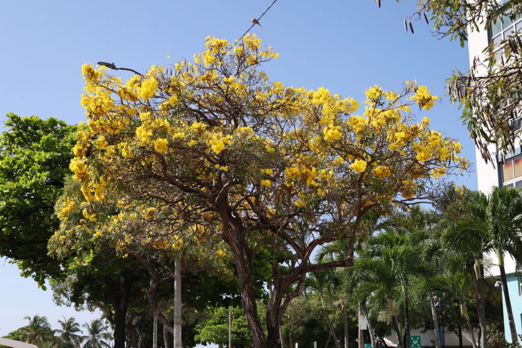 Robles-Flores amarillas-Distrito Nacional