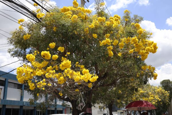 Robles-Flores amarillas-Distrito Nacional