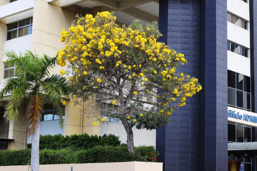 Robles-Flores amarillas-Distrito Nacional