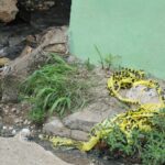 "El padre fue al negocio a comprar leche para la niña", afirma comerciante del sector Los Girasoles I