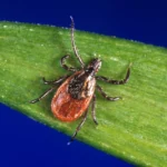 Alerta: temporada de garrapatas dispara visitas a emergencias