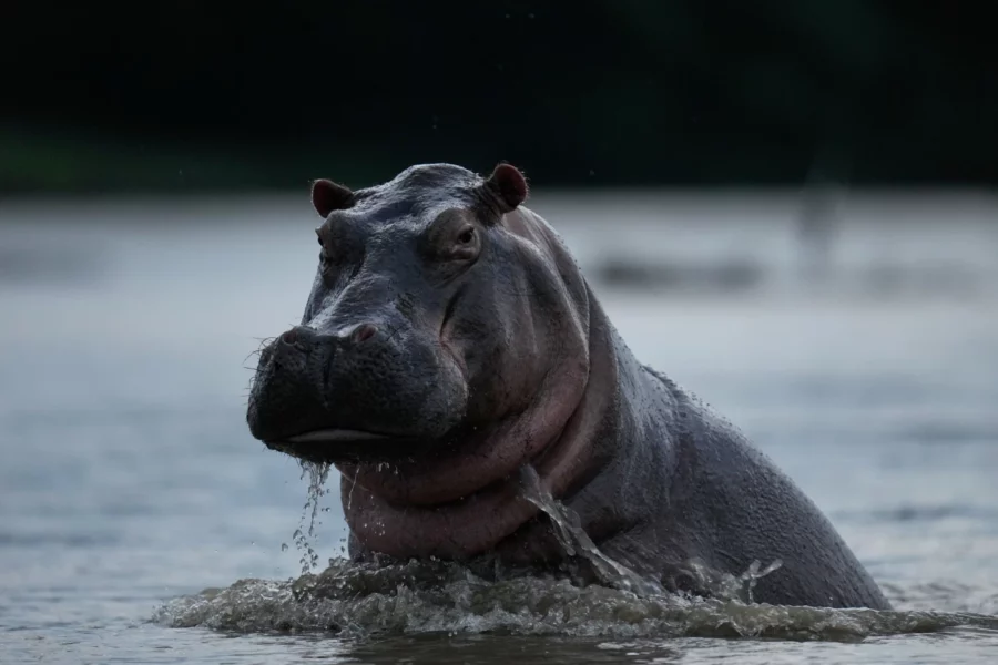 Colombia-hipopótamos