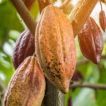 Entidades impulsan la producción y competitividad del cacao dominicano