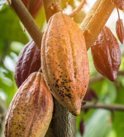 Se gestiona sostenibilidad en la producción del cacao.