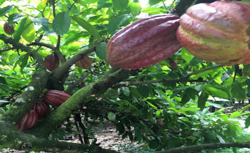 Precio del cacao cae hasta un 60% y preocupa al sector exportador