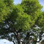 La caoba, árbol nacional de gran valor para la biodiversidad