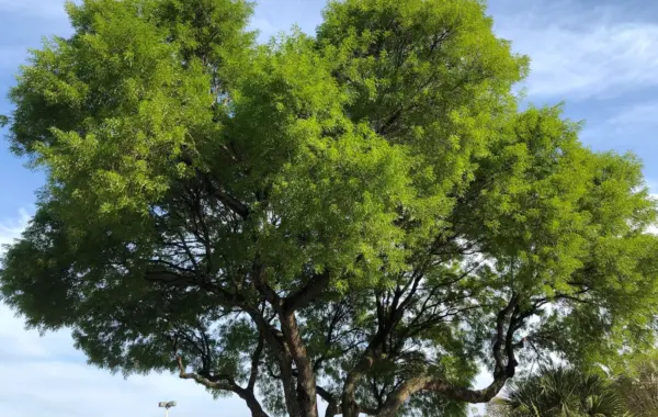 Además de sus servicios ecosistémicos, su madera es muy preciada y de gran potencial económico.