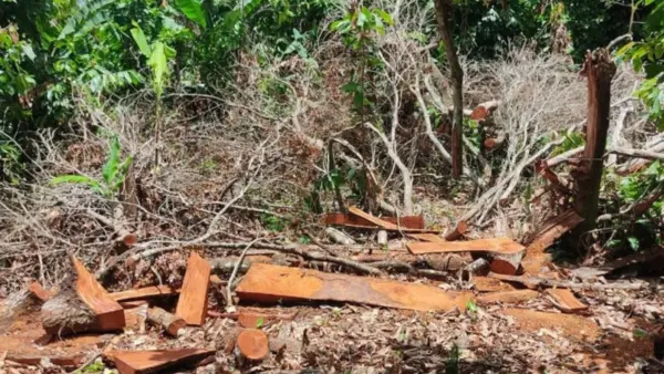 Es importante diferenciar la tala indiscriminada de árboles del aprovechamiento forestal sostenible.