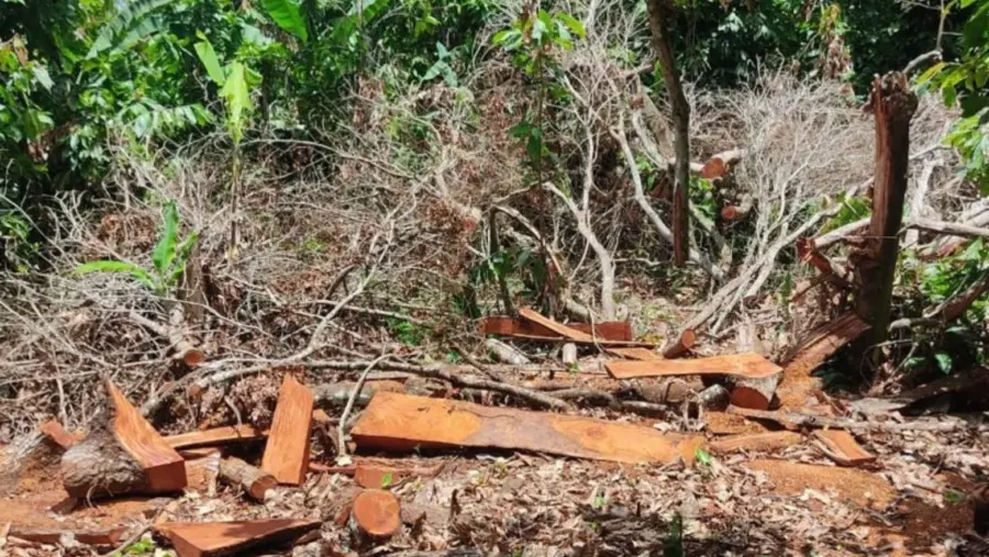 Es importante diferenciar la tala indiscriminada de árboles del aprovechamiento forestal sostenible.
