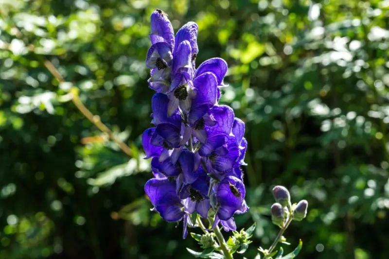 Cómo es el Jardín de los Venenos, que alberga más de 100 plantas tóxicas