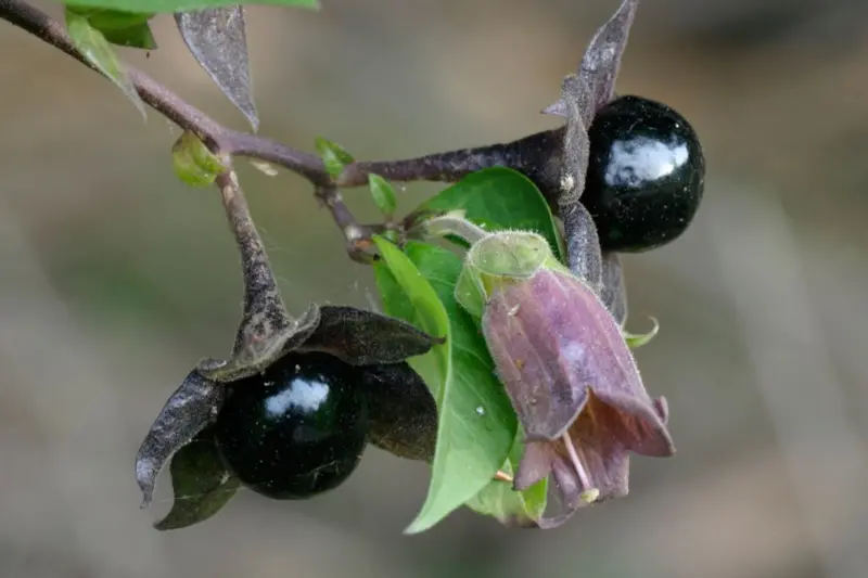 Cómo es el Jardín de los Venenos, que alberga más de 100 plantas tóxicas