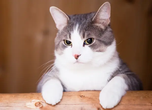 Los gatos y su forma de ver a los seres humanos.