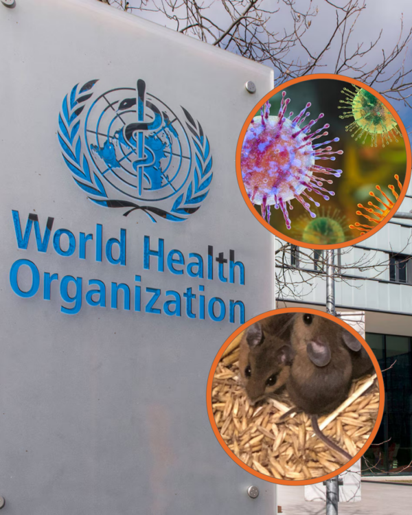 Hantavirus