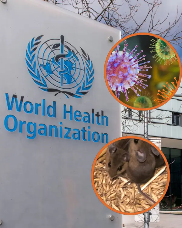 Hantavirus