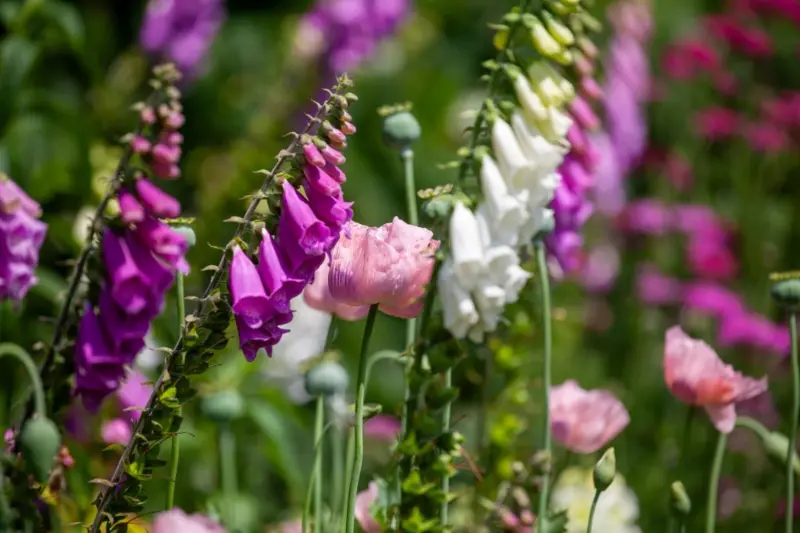 Cómo es el Jardín de los Venenos, que alberga más de 100 plantas tóxicas