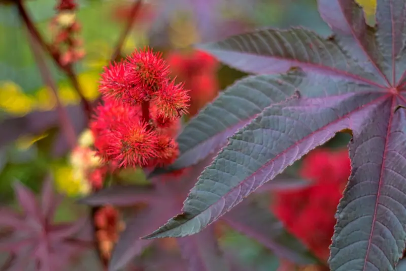 Cómo es el Jardín de los Venenos, que alberga más de 100 plantas tóxicas