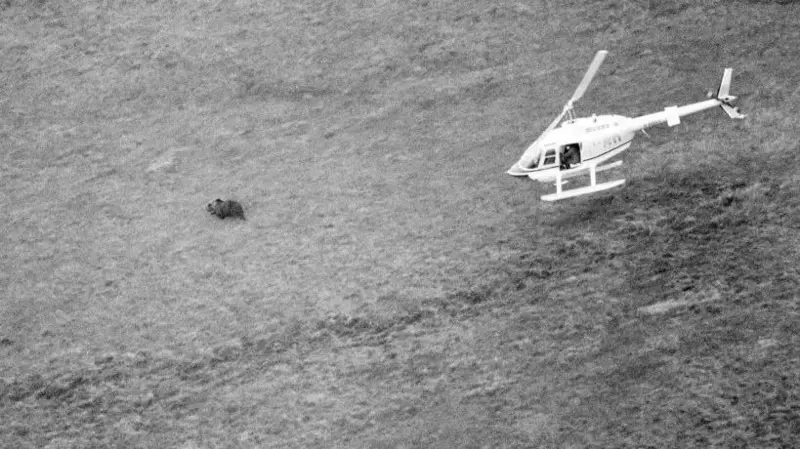 La extraordinaria historia de Hércules, el oso al que una pareja adoptó y crio como parte de su familia