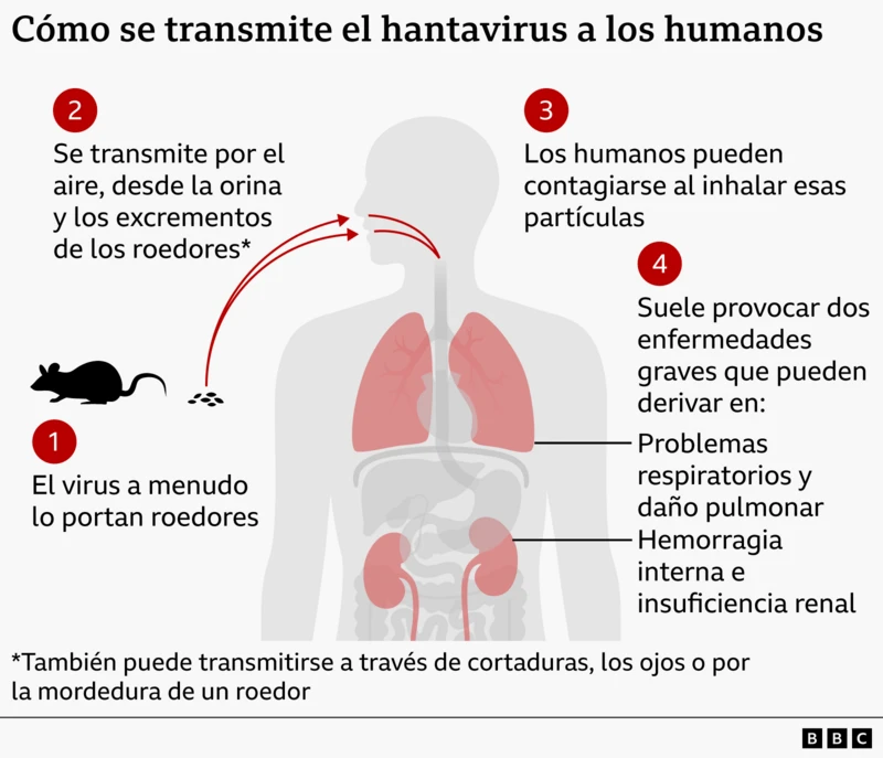 Carrera contrarreloj para localizar a los pasajeros que dejaron un crucero antes de detectarse un brote de hantavirus