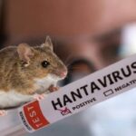 ¿Podría el hantavirus llegar a ser una pandemia?