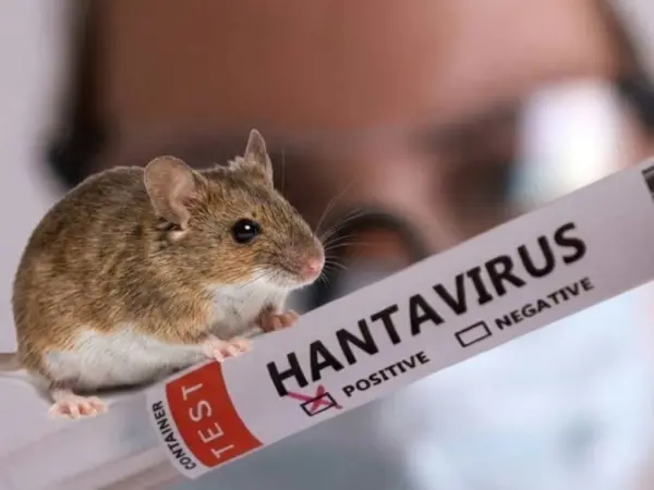 Hantavirus-salud