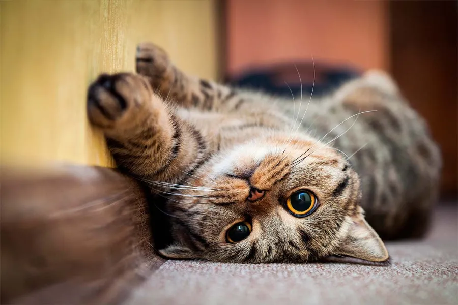 ¿Es cierto que los gatos nos ven como felinos grandes? Esto dicen los científicos