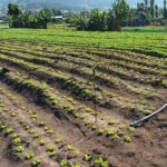 Riego por goteo: la tecnología que transforma la producción agrícola