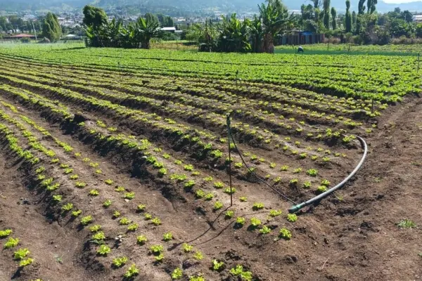 Riego agricola