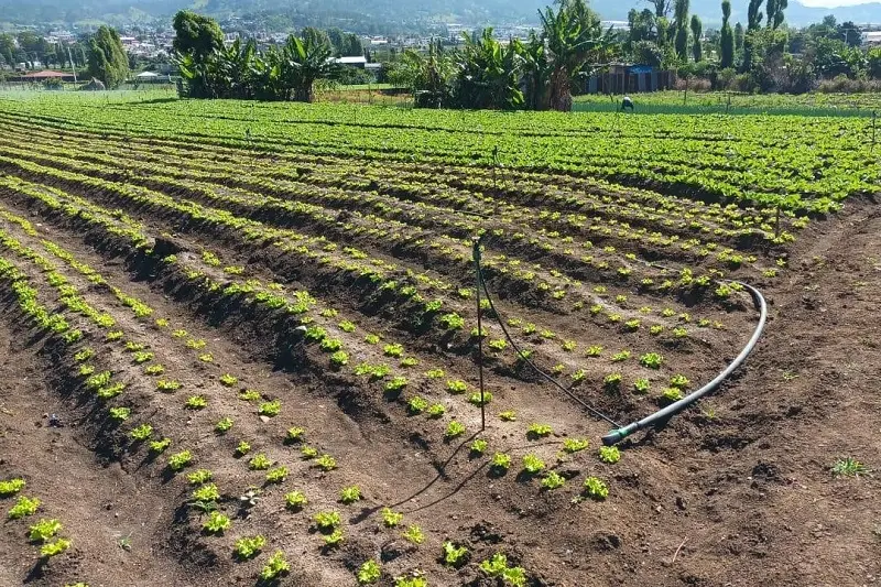 Riego por goteo: la tecnología que transforma la producción agrícola