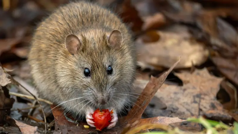 “Qué es el hantavirus: la infección sospechosa tras 3 muertes en un crucero que zarpó de Ushuaia”