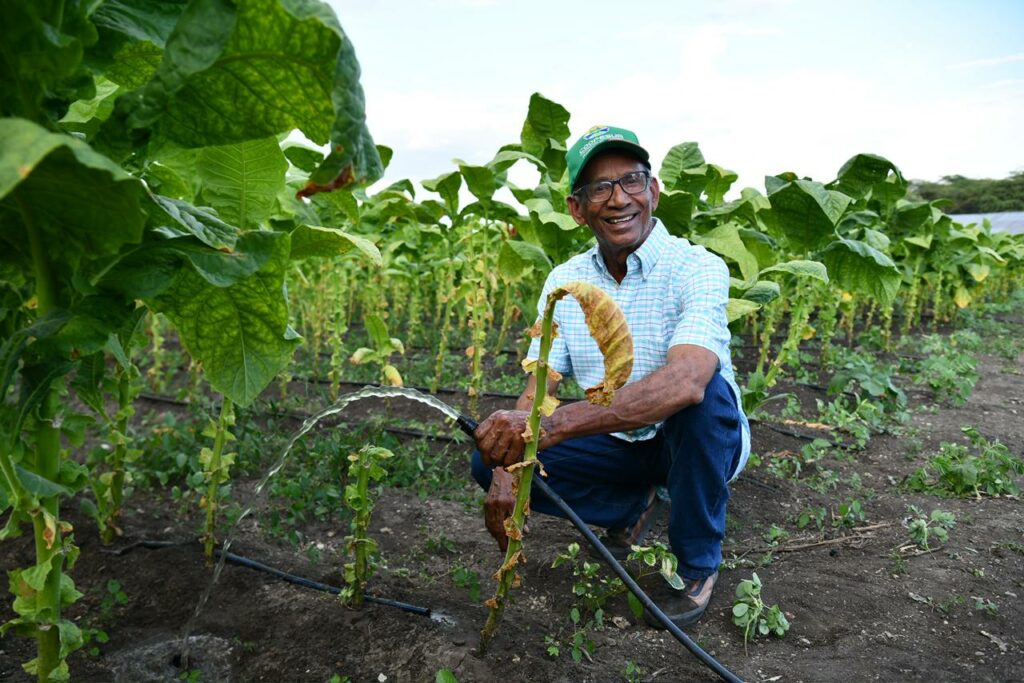 Riego por goteo: la tecnología que transforma la producción agrícola