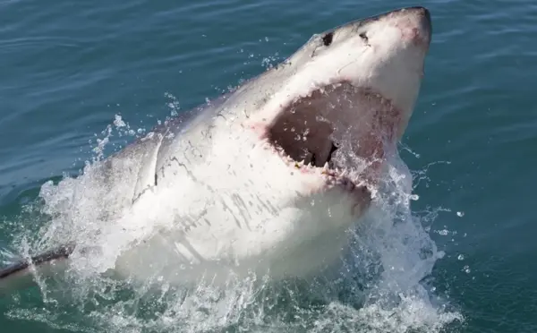 Inicia la temporada de tiburones en balnearios frecuentados por dominicanos en Nueva York