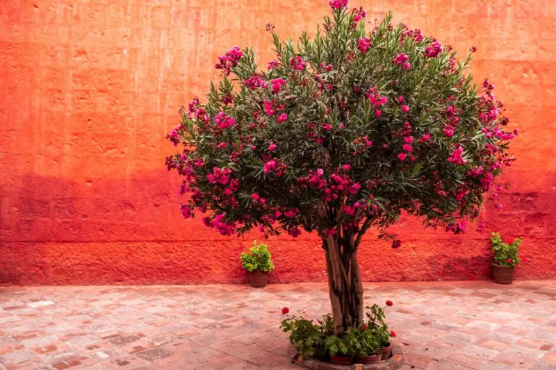 Cómo es el Jardín de los Venenos, que alberga más de 100 plantas tóxicas