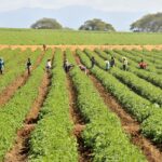 Eficiencia, inversión y control del agua, la fórmula que puede transformar la agricultura dominicana