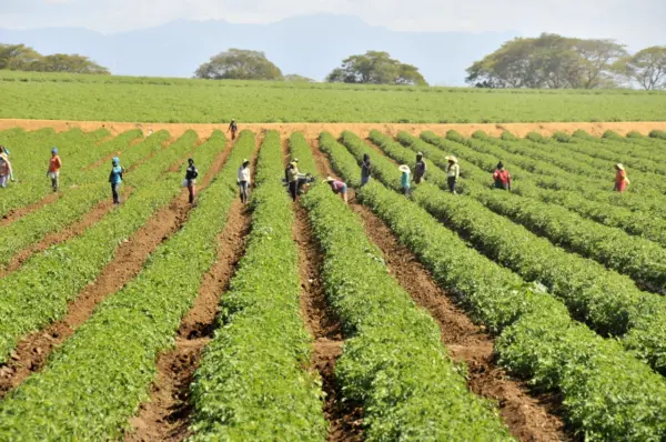 agropecuaria