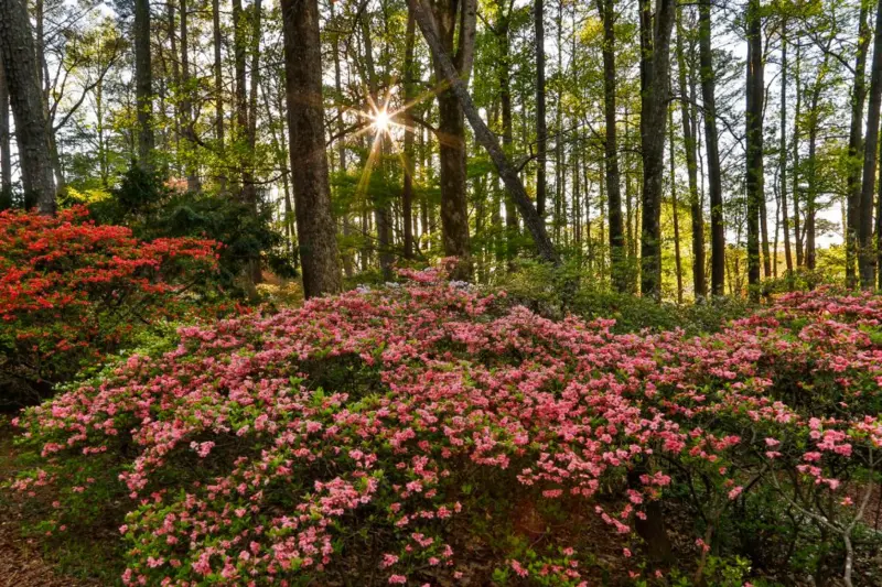 Cómo es el Jardín de los Venenos, que alberga más de 100 plantas tóxicas